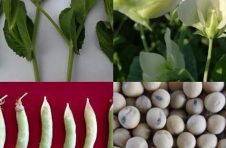 曲靖市农业科学院育成的豌豆新品种“靖豌4号”通过国家农作物新品种登记