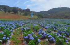 云南昭通昭阳区：绣球花开白虎山 花如圆玉莹无疵