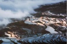 云天化集团推进境外农业产业项目，老挝示范基地种植的第一批二季稻开镰收割