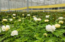 云南开远：抓住美人“芯” 高端玫瑰开遍全国
