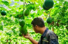 云南省昭通市绥江县发展中药材种植迈出乡村振兴新步伐