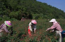 云南峨山彝族自治县金边玫瑰进入采摘期