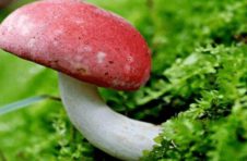 谨慎食用野生菌云南曲靖老人食用野生菌抢救无效离世