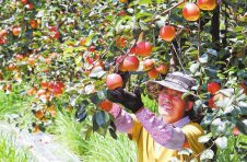 科技创新 红梨更“红”！云南红梨种植示范基地“硕果累累”