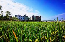 临沧市探索以“市场+龙头企业+合作组织+农户+基地”模式壮大村集体经济机制