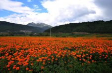 云南兰坪县：做大“花产业” 做活“花经济” 群众增收喜开颜