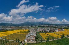 云南省澄江市千余亩菊花扮靓乡村