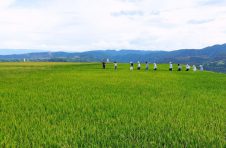 云南宁洱农耕土地五彩斑斓 产业互补丰产丰收