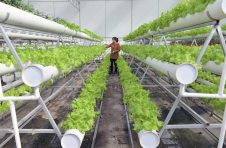 云南省曲靖市麒麟区推进“绿色食品牌”创建，培育“一村一品”专业村5个
