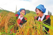 云南河口：瑶家彩谷成致富金穗