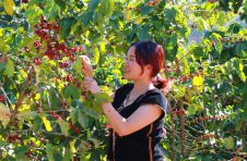 云南普洱孟连咖啡：走向精品化的“红宝石”