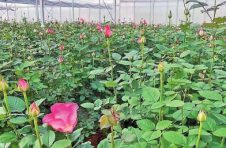 云天化昆阳磷矿覆土植被区1000亩高标准玫瑰鲜切花上市销往全国