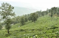 大理南涧：走茶旅融合之路，让村民端上“生态碗”吃上“绿色饭”