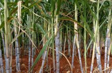 临沧耿马：“把一根甘蔗吃干榨尽”演绎绿色循环发展新模式