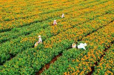 云南丘北树皮乡发展万寿菊、辣椒等“一红二绿四黄”产业鼓起农民“钱袋子”