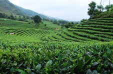 临沧市推进“一县一业”打造“世界一流绿色食品牌”，助力特色农业快速发展