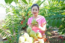 云南永仁永兴乡：凤梨释迦成熟 群众增收有“甜”头