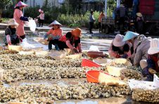 曲靖麒麟珠街街道：水生蔬菜喜获丰收