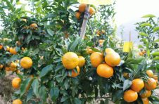 云南华宁建设现代化种植示范园 促进柑桔产业高质量发展