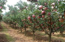 云南苹果连续两月出口量居全国前列 80%以上来自昭通