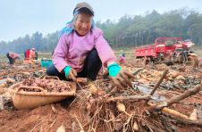 曲靖宣威西泽乡雪莲果成熟采收，成为老百姓的“致富果”