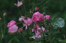 蔷薇科蔷薇属·蔷薇：再忙，也别忘细嗅蔷薇，品一份安然与美好