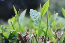 云南江城万亩茶园陆续进入采摘期