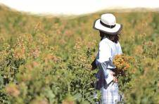 昆明安宁：200亩彩色油菜花即将进入最佳赏花期