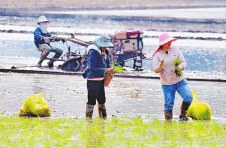 云岭大地抓育苗忙备耕
