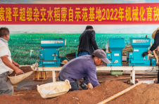 向亩产1200公斤冲刺！袁隆平超级杂交水稻云南蒙自示范基地如期开展育秧工作