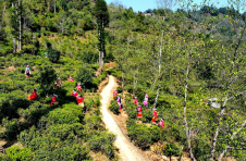 早春品香茗 春茶采摘忙 临沧各茶山陆续开采