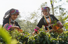 云南凤庆县安石村：以茶为媒 拓宽富民产业链