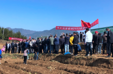 云南镇雄：种下小魔芋 打造大产业