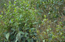 临沧市临翔区：春茶开采 量价齐升