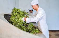 云南普洱：茶园吐绿采制忙