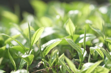 云南孟连：春茶采摘季 茶农采茶忙
