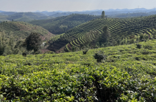 云南景洪大渡岗乡：万亩茶园春意浓 春茶飘香采摘忙