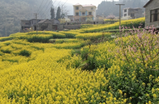 云南镇雄：油菜花成乡村致富花