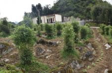 云南镇雄：“乡村振兴示范村”初具雏形