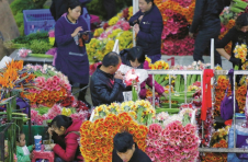 云南：鲜花网上卖 农民挣钱快