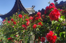 云南凤庆：春日茶花嬗变“金花银花”