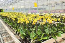 选育新品种 解决产业“卡脖子”问题 科技助云南蝴蝶兰吐露芬芳