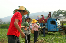 云南昌宁：万亩高原西瓜抢先上市 富农产业振兴乡村