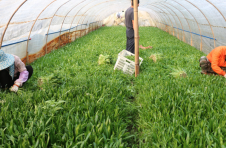 一棵“香草”，托起芒别村民的幸福生活