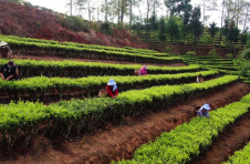 云南昌宁：春芽齐萌 茶农采摘春茶忙