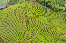 云南腾冲：茶旅融合助力乡村振兴