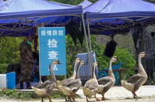 云南德宏：边境线上的特殊“守边员”