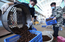 云南黑松露外销市场份额位居全国第一