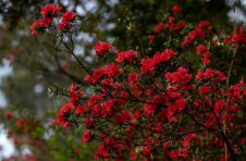 云南砚山：杜鹃花开满山岗