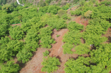 怒江泸水银坡村：土地流转兴产业 助力乡村振兴